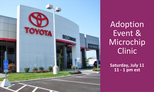 AFHS Toyota Beechmont Event